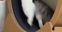 キャットホイールで遊び始めた猫→『全力疾走』し始めて…『驚きの光景』が28万再生「めっちゃ跳ねてるやんｗ」「IQの高さを感じる」