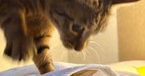 ベッドとシーツの間に潜っていた猫→『通りかかった猫』に踏まれてしまった結果…笑ってしまう光景に４万いいねの反響「ムキュン」