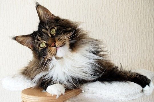 独特の『別名』を持っている猫種3選 名付けられた由来やそれぞれの特徴もご紹介