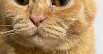 飼い主を『じっと見つめる猫』→おててを見ると……キュンとくる『優しさあふれる光景』に３万いいね「私もされたい」「ほっこりした」