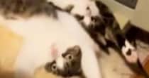 2匹の猫が『ストーブ前を取り合っている』と思ったら…まさかの『可愛すぎる光景』が233万再生「シンクロ率100%ｗｗ」「吹いたｗ」