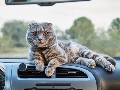 車内でもバイクでも、魅力をふりまいてお客さんを魅了 「タクシー猫」が大人気に タイ