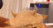 猫の『抜け毛』で作ったものを猫の頭に乗せてみたら…まさかの表情と『最終形態』が33万再生「覚えておけよ、という目ｗ」「可愛すぎワロタ」