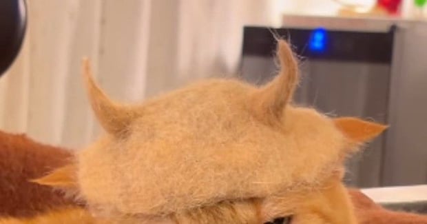 猫の『抜け毛』で作ったものを猫の頭に乗せてみたら…まさかの表情と『最終形態』が33万再生「覚えておけよ、という目w」「可愛すぎワロタ」