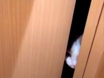 ２泊３日の間、ネコを預けることに→『感動の再会』ができると思ったら…『想定外なリアクション』に爆笑「ごめんわろたｗｗｗ」「まさかの」