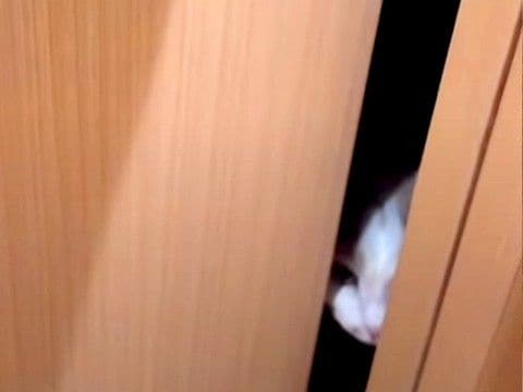 2泊3日の間、ネコを預けることに→『感動の再会』ができると思ったら…『想定外なリアクション』に爆笑「ごめんわろたwww」「まさかの」