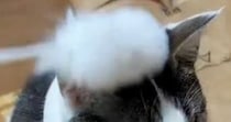 猫じゃらしで頭をポンポンされた猫→『遊んでくれる』と思ったら…まさかの光景に２万いいね「無我の境地ｗ」「完全に気分じゃないらしいｗ」