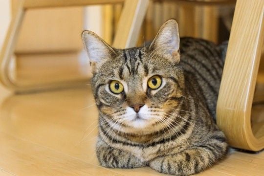 猫は具合が悪いときも『喉をゴロゴロ』鳴らすの？　リラックス時との違いや見分けるポイントまで解説
