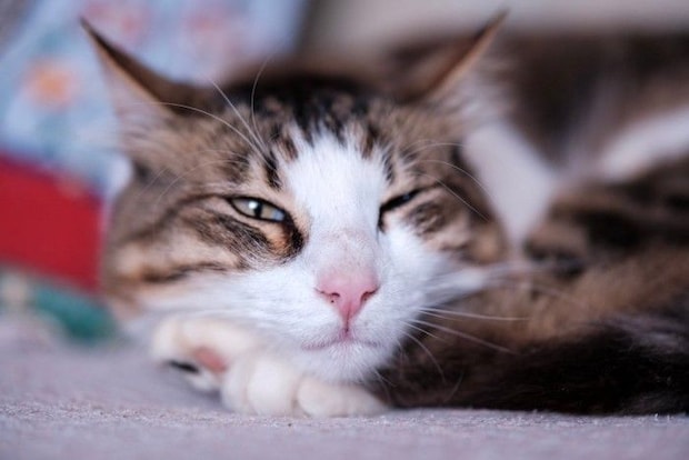 目を細める猫