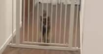 お留守番していた猫→『大好きな飼い主』が帰ってくると…嬉しさが伝わる『熱烈大歓迎』が53万表示「人生で一度は体験したい」「たまらんな」