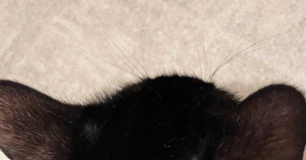 愛猫の頭に『ハゲ』を発見→病院に行った結果…獣医から告げられた『驚きの診断結果』に4万いいね「知らなかった」「何回聞いても可愛い」