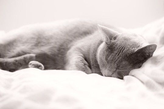 『猫エイズキャリア』に関する5つの知識 発症した場合の症状や注意すべきことまで解説