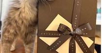 病気を乗り越えた保護猫→里親さんから『現在の様子』が送られてくると…可愛すぎる光景に３万いいね「あざとい」「表情がとってもいい」