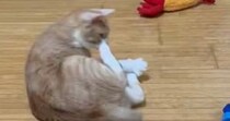 『青いエビのおもちゃ』に反応した猫→次の瞬間…勢いのありすぎる『まさかの行動』に「想像以上ｗ」「嫌なことあった？ｗ」と７万いいね