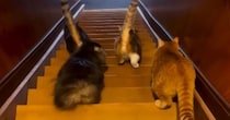 『一斉に階段を降りる猫たち』を後ろから見守った結果…たまらなく可愛い光景に「足音大きい子が好き」「おちりがたまらん」と49万再生の反響