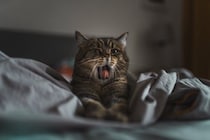 『あなたが寝ている間』に猫がしていること4つ　どんな過ごし方をしているの？注意すべきトラブルも