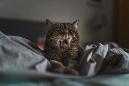 『あなたが寝ている間』に猫がしていること4つ どんな過ごし方をしているの?注意すべきトラブルも
