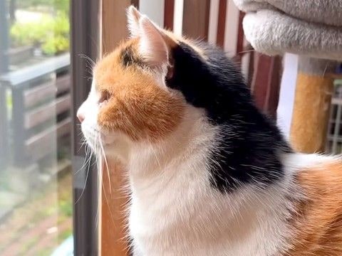 朝起きてお水を飲む三毛猫→窓辺に移動すると……尊すぎる『朝のルーティン』に「全てにおいて偉い」「何してても可愛い」と心奪われる人が続出
