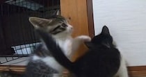 元気いっぱいに遊んでいた子猫→動きが止まったと思ったら…『まさかの瞬間』が65万再生「ホントに突然すぎるｗｗ」「反則級の可愛さ」と反響