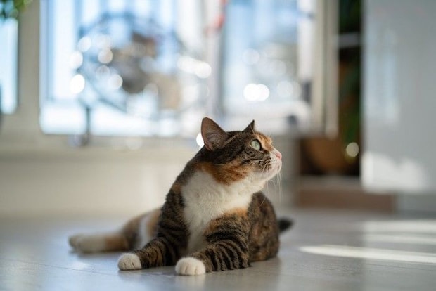 室内にいる猫