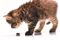 猫と暮らす部屋に『ゴキブリ』がでたときの対処法4つ　愛猫が追いかけてるけど大丈夫？気を付けるべきことも解説