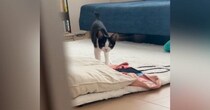 猫と『だるまさんがころんだ』で遊んでみたら→途中までは上手くいっていたのに…『思っていたのと違う展開』に「まぁ～かわいい」「笑った」