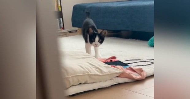 猫と『だるまさんがころんだ』で遊んでみたら→途中までは上手くいっていたのに…『思っていたのと違う展開』に「まぁ~かわいい」「笑った」