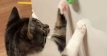 猫が冷蔵庫についている『ハンドスピナー』を発見した結果→夢中になって…ほっこりする光景が202万再生「すごい」「とってもかわいい」