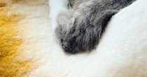 ドーナツ型の『キャットハウスにいた猫』→左足だけ外に出ていて…飼い主困惑の『くつろぎ方』に１万いいね「猫かどうかも怪しい」