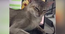 PC作業中、猫がキーボードの上に乗ってきた結果…あまりにも『仕事にならない光景』に爆笑の声「可愛いから許しちゃうよね」「あららｗ」