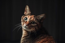 猫と生活する家で『停電』が起きたときの対策3つ　暑い季節に必要な準備や注意すべきポイント
