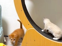 猫たちにキャットホイールを与えた結果→オブジェと化してしまい…３日後に見せた『ほほえましい光景』に「良かったねぇ」「お利口さん」の声