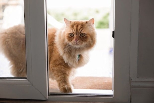 帰ってくる猫