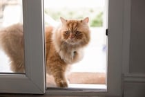 猫には『帰巣本能』が備わっているの？4つの説や帰ってこれるワケもご紹介