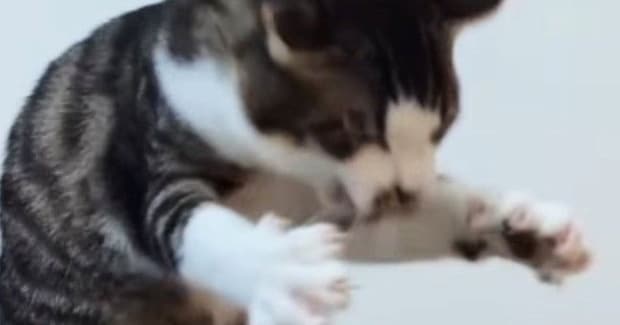全身を使って『ドライヤーの風と戦っていた子猫』が、成長した結果…爆笑の展開に２万いいねの反響「最後は変わってないｗ」「おててがやばい」