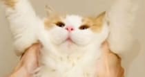 喜ぶと聞いて猫に『バンザイ』をさせてみた結果…予想外のリアクションに「想像を超えてきたｗ」「かわいいｗ」と笑顔になる人が続出