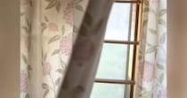 ふとカーテンをめくったら、『2匹の猫』が……想定外な『とんでもない光景』が398万再生「おててと表情ｗｗ」「なんで2匹いけんねん」
