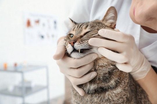 猫の『牙がはみ出ている』ときに考えられる原因6つ　放置しても大丈夫？受診の判断基準まで
