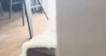 子猫が『やけに静かだなぁ』と思ったら…『ソファの上』を見ると→まさかの光景が130万再生「天使が落ちてるｗ」「完全に信頼して寝てる」
