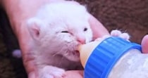 炎天下、草むらで保護された子猫→ひとりぼっちになってしまい、10ヶ月後…『感動の物語』に「もらい泣きした」「幸せに」と反響集まる