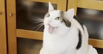 家事で忙しいママに『構ってほしい猫』→力強く鳴いて…ほのぼのしたやり取りに癒される人が続出「甘えん坊だねｗ」「永遠に聞いていたい」