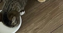 一緒にごはんを食べていた２匹の猫→体が重なっていて……思わず二度見する光景に２万いいね「食べづらそうｗ」「クロス飯」と反響