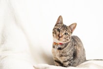 初めてでも飼いやすい『おすすめ猫種』5選　性格や特徴、お迎え前に知りたいポイントも