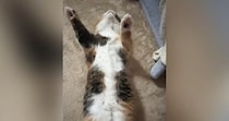 万歳したまま『仰向けで寝ていた猫』→顔を覗いてみたら…衝撃的な光景に「怖いよｗｗ」「死んだふりかなｗ」「心配が勝つｗ」と10万再生