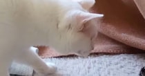 猫がこたつから出ていた『謎の物体』を見つけた結果…可愛すぎるリアクションが291万再生「ツチノコ発見したみたいなｗ」「ニヤけたｗ」
