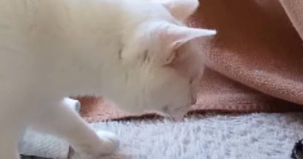 猫がこたつから出ていた『謎の物体』を見つけた結果…可愛すぎるリアクションが291万再生「ツチノコ発見したみたいなw」「ニヤけたw」