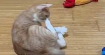 『青いエビのおもちゃ』に反応した猫→次の瞬間…勢いのありすぎる『まさかの行動』に「想像以上ｗ」「嫌なことあった？ｗ」と７万いいね