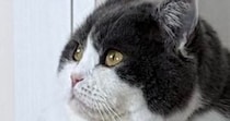 暖かい季節になったけれど…猫の『毛』を見ると→可愛すぎる光景に１万いいねの反響「なんちゅうもちもちｗ」「ご立派でかわいい」