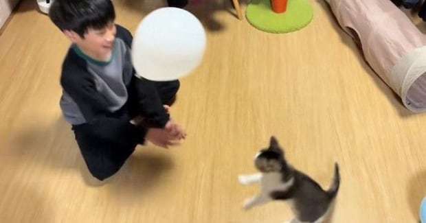 小学生のお兄ちゃんが子猫と『風船』で遊んだ結果…まさかの光景に「最高のパートニャーw」「本当にほっこりしたw」と55万再生の反響