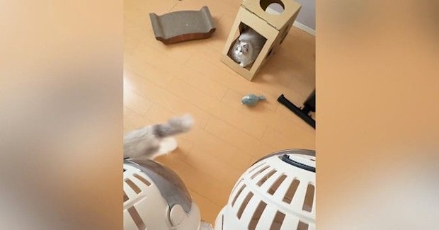 動物病院へ向かう兄妹猫→キャリーを持ってくると…あまりにも正反対な『リアクション』に反響「イヤーって泣いてるのが可愛いw」
